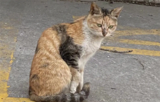 猫咪驼背是不是代表有软骨病