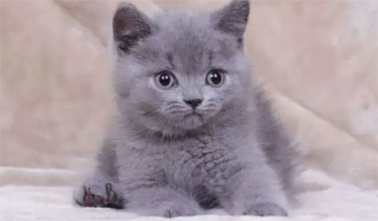 猫咪骨折了能自愈吗？