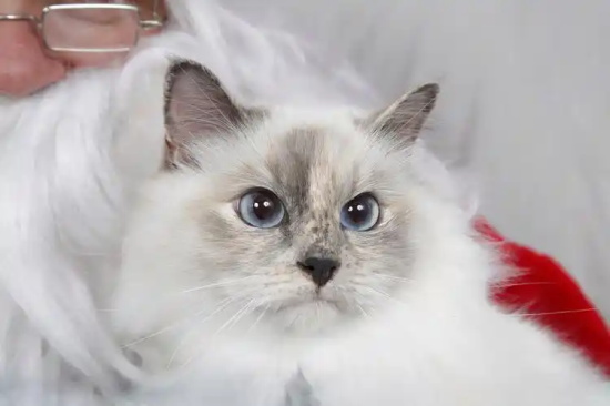 猫咪黑下巴是什么 猫咪为什么会得黑下巴