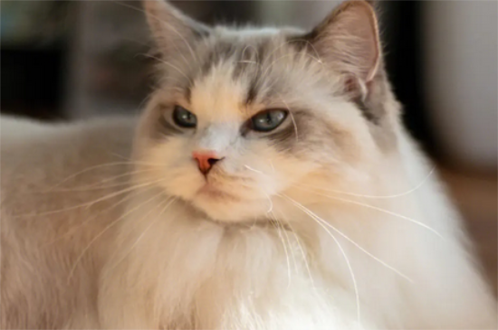 猫咪鼻子发热是什么原因