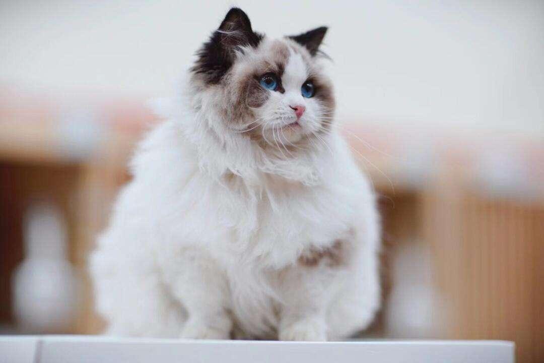 猫咪鼻屎眼屎多