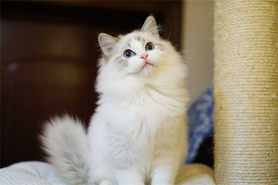 猫咪鼻炎如何治疗 猫咪鼻炎治疗方法