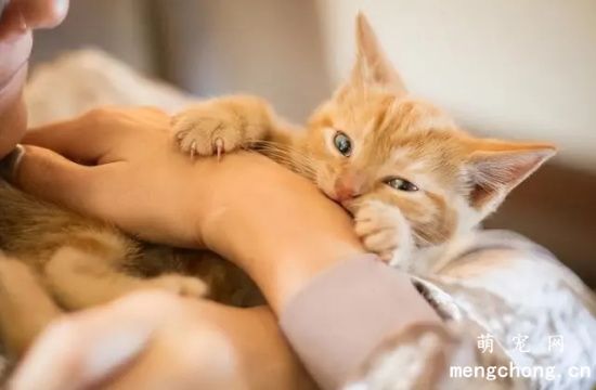 猫咬破了需要打针吗?