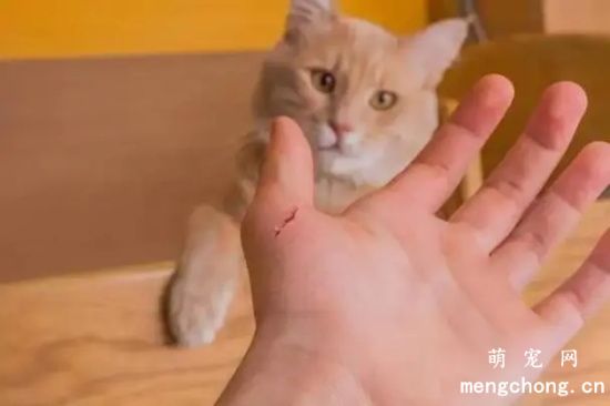 猫咬破了需要打针吗?