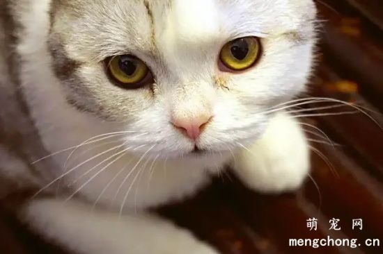 猫哭是怎么回事(猫咪为什么哭)