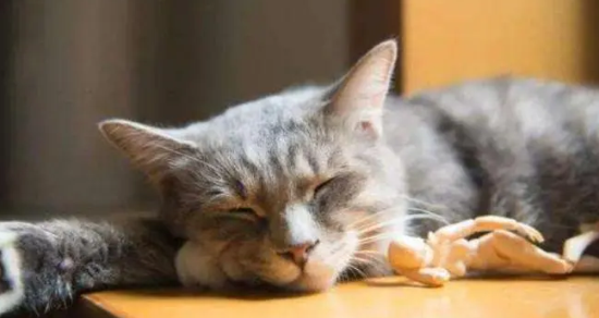 猫喉咙一直发出咕噜噜