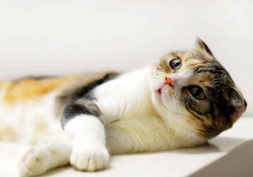 猫喜欢吃鱼吗?