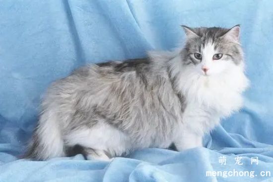 猫喜欢在床上睡觉怎么办 如何让猫养成良好习惯