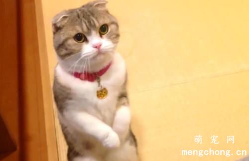 猫喜爱钻床底需求阻止吗