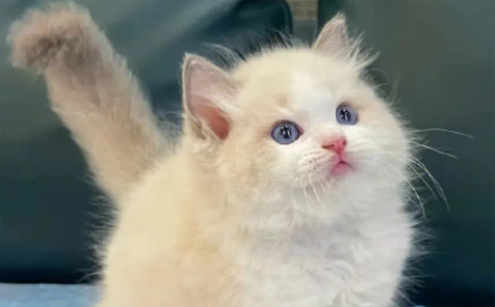 猫嗓子哑了还总是干呕 是什么原因？