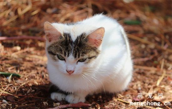 猫四项pcr检测是什么？