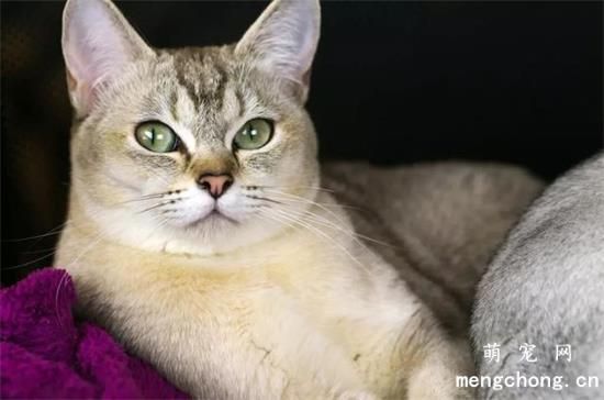猫在中国的寓意是什么？