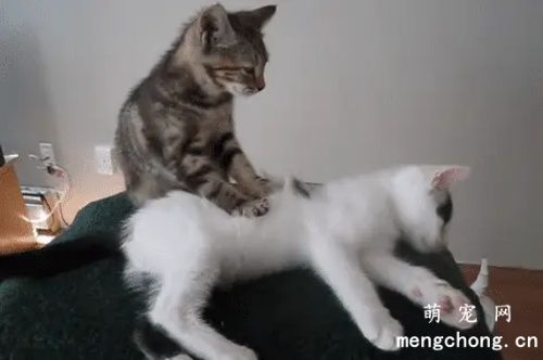 猫在人身上踩奶什么意思？