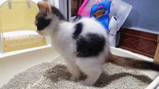 猫在别的地方拉屎怎么办