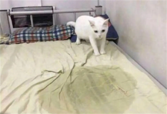 猫在床上拉尿什么原因