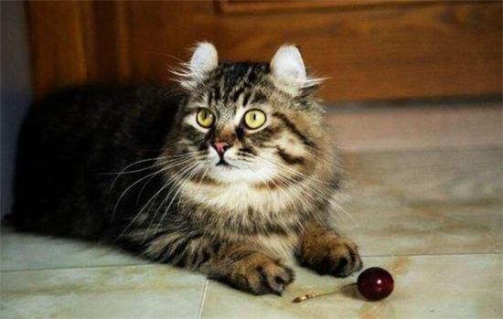 猫在床上拉屎征兆