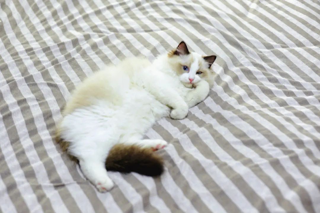 猫在床上拉屎怎么办