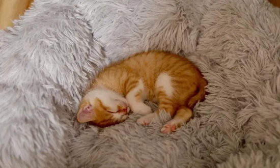 猫在床上睡觉有危害吗？