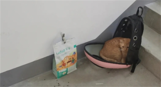猫在楼道里丢了怎么找