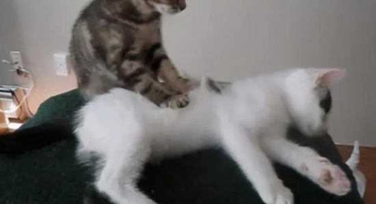 猫在身上踩来踩去还咕噜咕噜