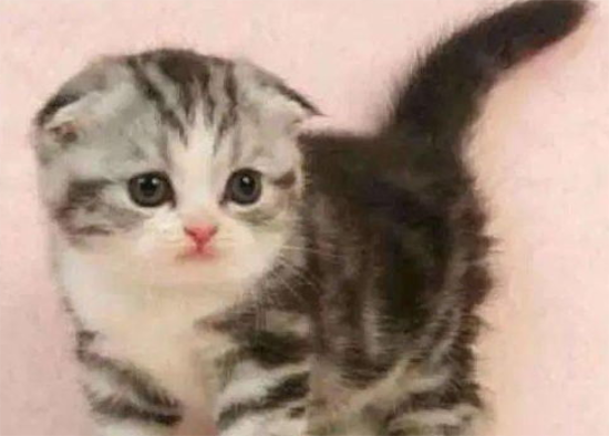 猫多大断奶?