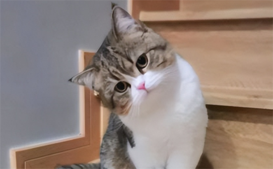 猫大小便失禁能活多久