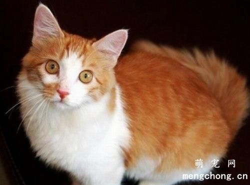 猫妈妈会不会跟猫儿子生小猫?