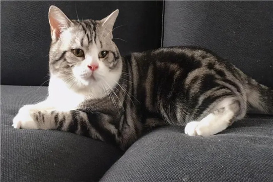 猫子宫蓄脓症状有哪些？