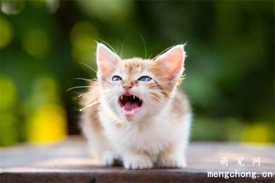 猫对新来的猫哈气是什么意思？