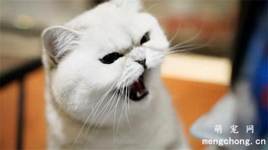 猫对新来的猫哈气是什么意思？