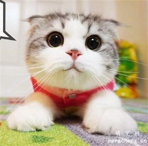 猫对蝴蝶兰过敏吗