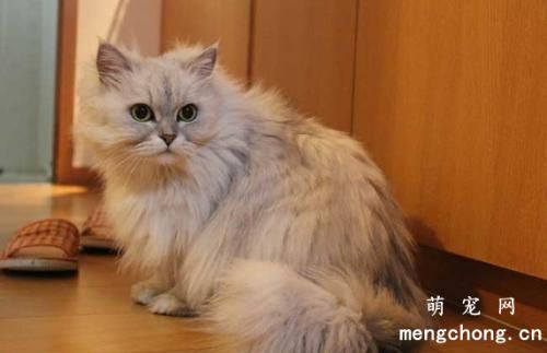 猫尾巴上有结痂一样的东西是什么