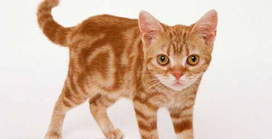猫尾巴尖轻轻晃动代表什么？