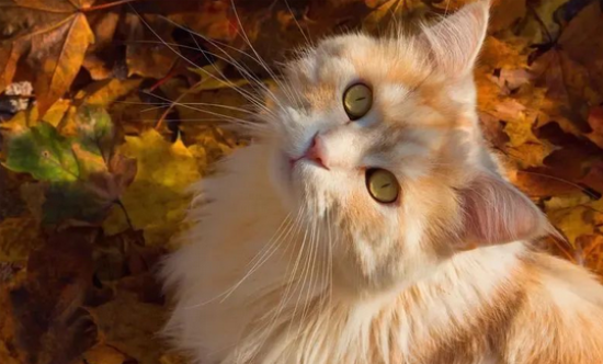猫尿崩症的症状诊断与治疗