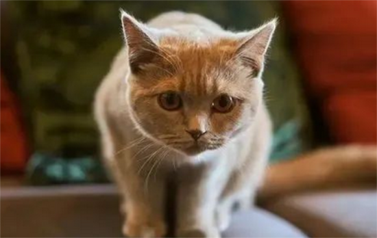 猫尿崩症的症状诊断与治疗