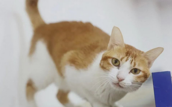 猫尿崩症的症状诊断与治疗
