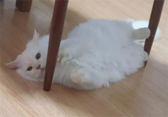猫尿床屡教不改怎么办