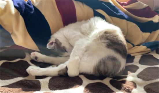 猫尿床是因为什么原因