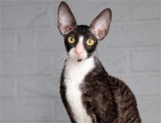 猫尿血是怎么回事 猫咪尿血该怎么办