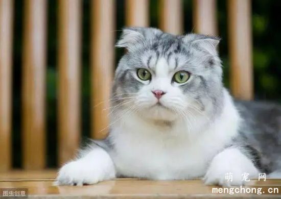 猫屎可以直接冲到马桶里吗