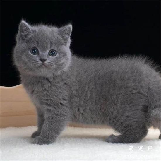 猫屎的正常状态是颗粒怎么样的