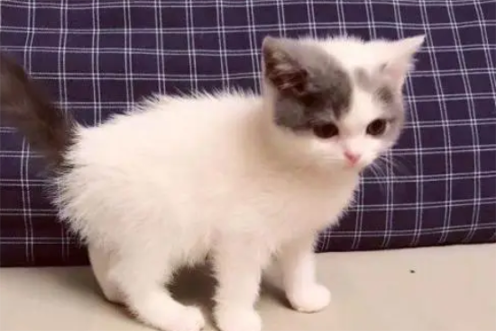 猫崽多少天最容易死？