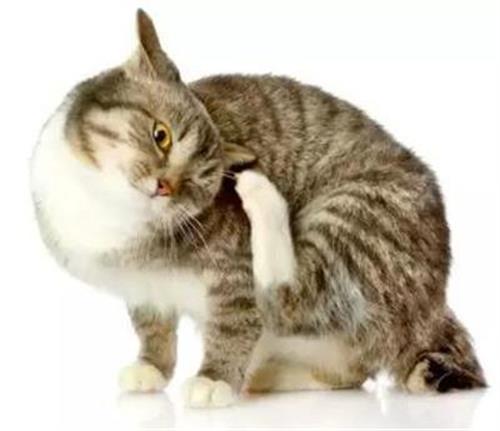 猫常见的疾病有哪些 该如何预防