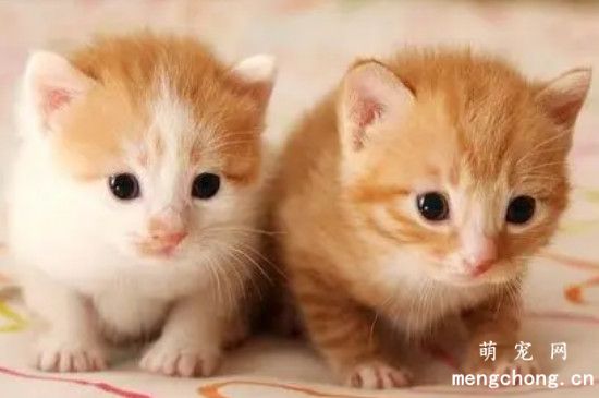 猫开心的表现是什么