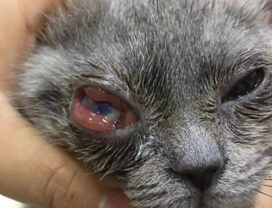 猫弓形虫感染的症状