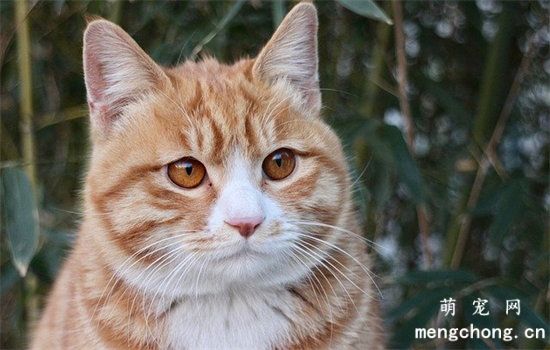 猫弓背什么意思?