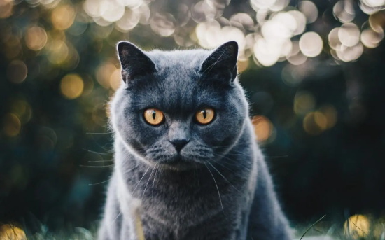 猫得了猫癣如何治疗