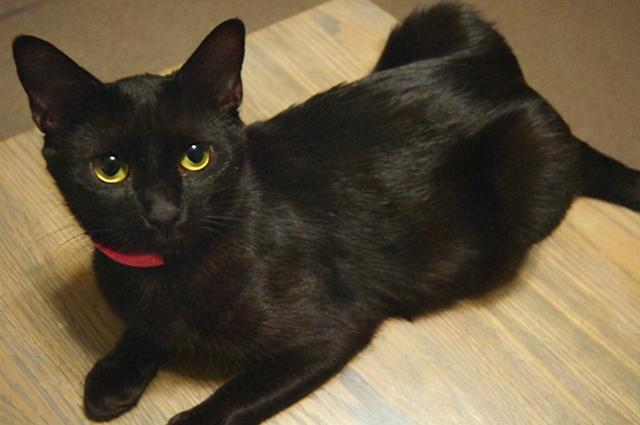 猫得了猫癣能自愈吗？