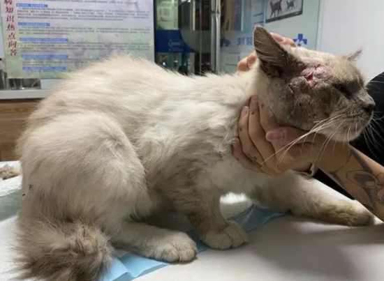 猫得了猫腹水一般能活多久