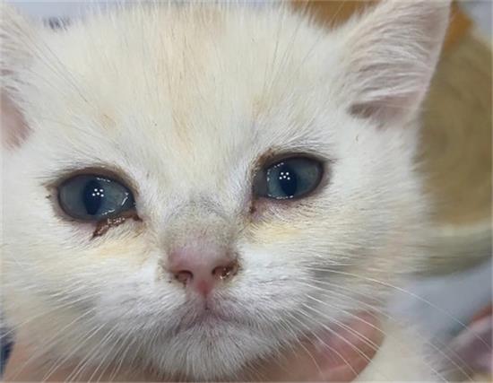 猫得了猫鼻支多久能好